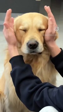 Très drôle chiot aux dents tranchantes.