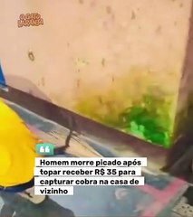 Homem morre picado após topar receber R$35 para capturar cobra na casa de vizinho