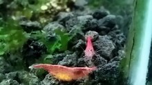 Red cherry shrimp tank | Fish tank