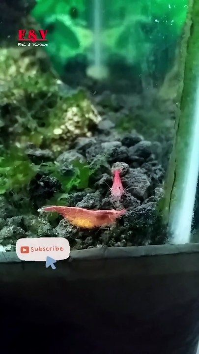 Red cherry shrimp tank | Fish tank