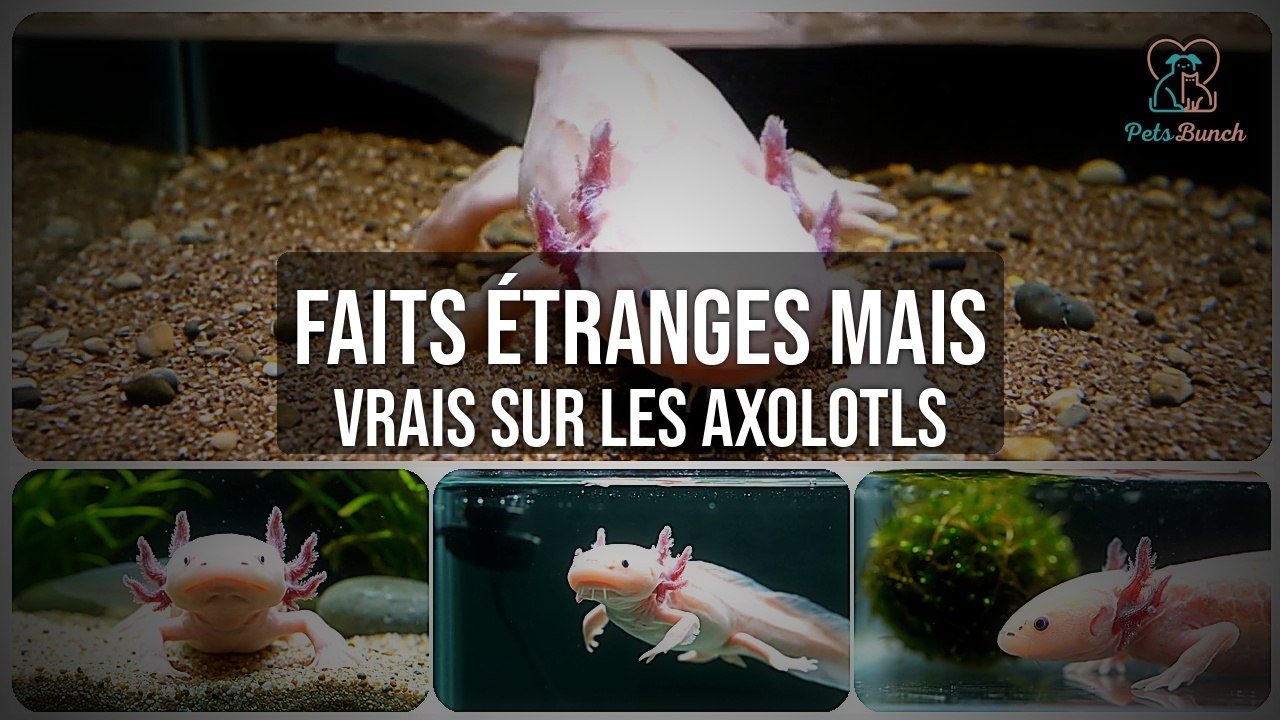 Faits Étranges et Vrais sur les Axolotls que Vous Ignorez