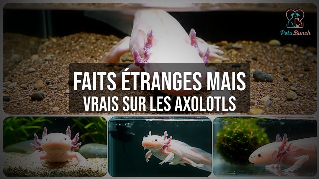 Faits Étranges et Vrais sur les Axolotls que Vous Ignorez