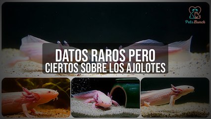 Datos Raros (Pero Reales) Sobre los AJOLOTES que No Creerás
