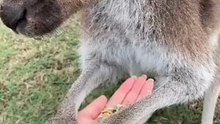 Kangaroo diaries only in Australia 🇦🇺
