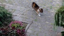 A healthy walk after dinner done! How about You? #shorts #cats #funny #funnycats #viralcats #cute #fyp