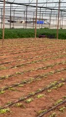 Bir demet maydanoz (A bunch of parsley)