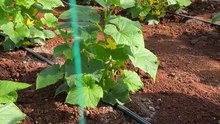 Hıyarda ilk budama (First pruning of cucumber)