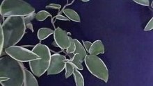 生肖玉刀 Ｍ  紅山珍寶 玉而富