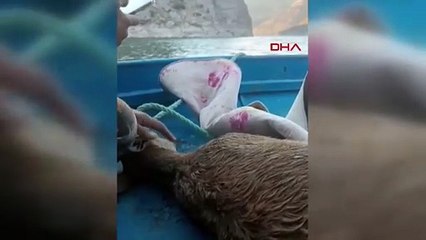 Baraja düşen dağ keçisini balıkçılar kurtardı