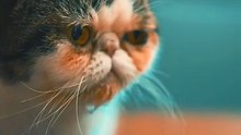 Os animais mais fofos do mundo N•516