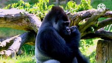 Os animais mais fofos do mundo N•517