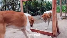 狗子怎么那么护食呢？看到镜子里也有一只狗就不淡定了！