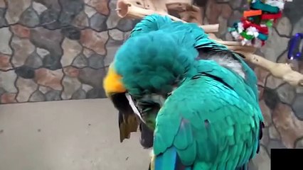 Funny Animals Compilation Best Pet Reactions and Cute Animal Moments 2025