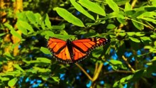 O Encontro Raro com a Víbora de Cílios Amarela e Animais Surpreendentes