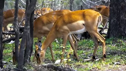 “Vida Selvagem em Ação: Animais que Você Precisa Ver”