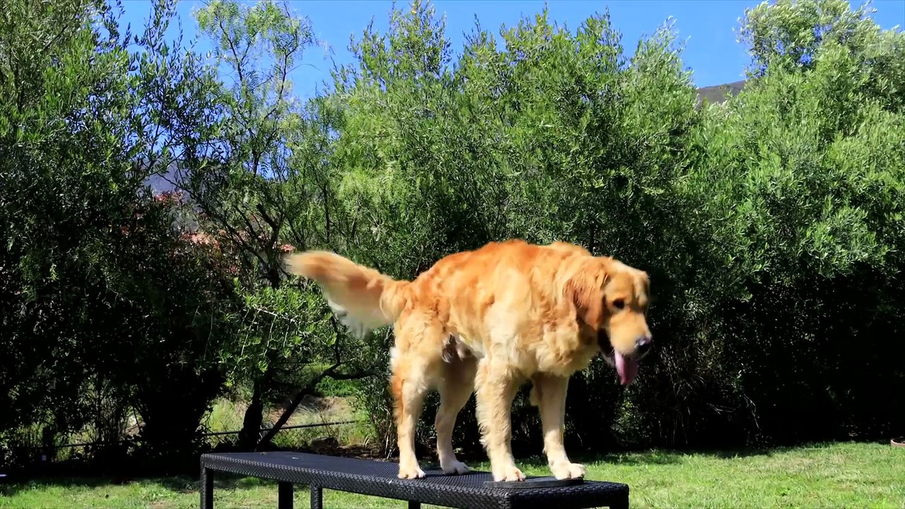 Air Bud Returns Movie (2026) - Winner Announcement