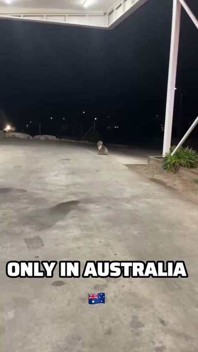 Only in Australia 😍😍😍 beautiful koala 🐨
