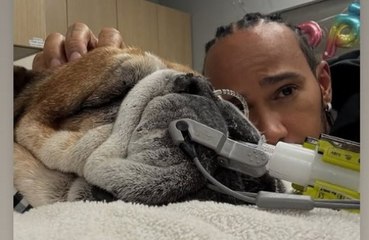 El perro de Lewis Hamilton, Roscoe, está en coma