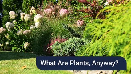 What Are Plants, Anyway?