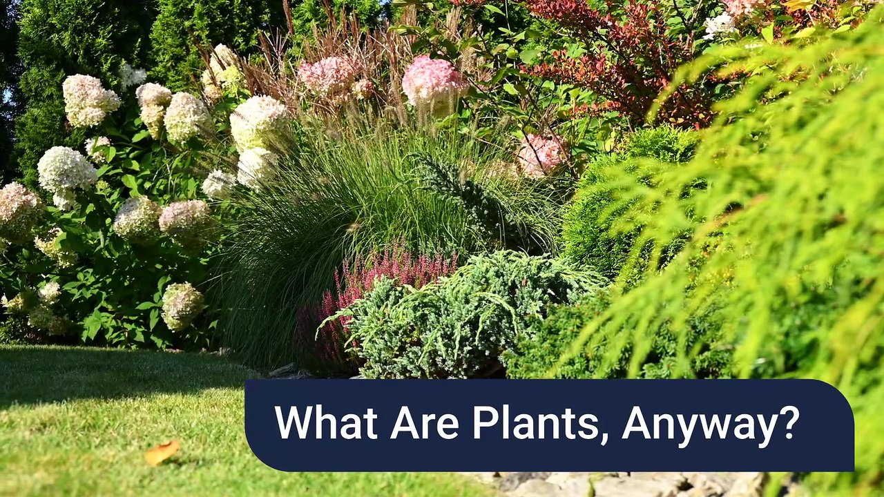 What Are Plants, Anyway?