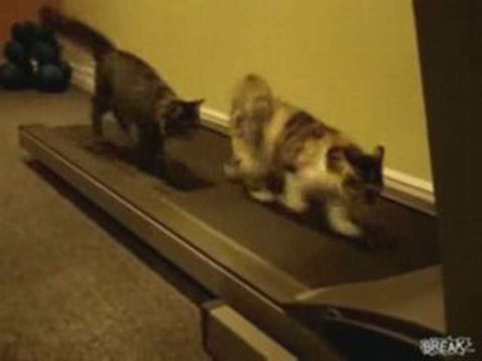 Cats On Treadmill