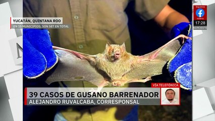 En Yucatán, el gusano barrenador suma 39 nuevos casos en una semana