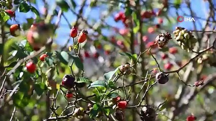 Gümüşhane’nin ’dikenli gülü’ kuşburnu, zahmetli yolculukla sofraya geliyor