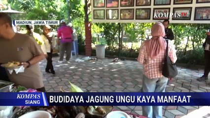 Budidaya Jagung Ungu di Madiun, Apa Saja Manfaatnya? | KOMPAS SIANG