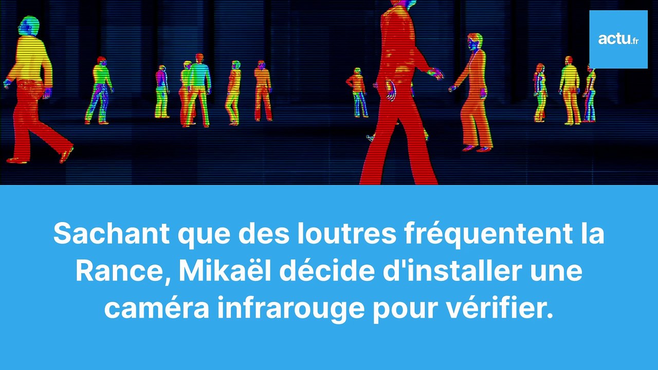 La loutre, rare en Bretagne, filmée par Mikaël Fleury