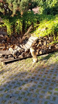 Secret to a Purr-fect Morning? Watch This Cat’s Fitness Ritual! #shorts #cats #funny #funnycats #health #fitness #cute #viralcats #fyp