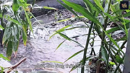 Mưa Trong Ký Ức | Bolero Ký Ức – Nhạc Tình Xưa Buồn Man Mác