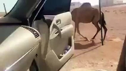 بالفيديو شاب خليجي يجعل جمل يقوم بتحدي رقصة كيكي