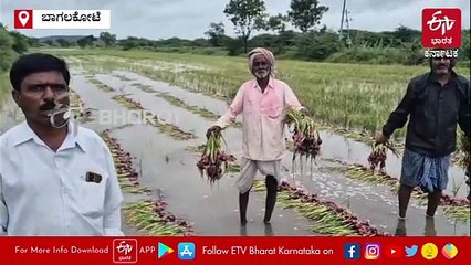 ಕ್ವಿಂಟಾಲ್ ಈರುಳ್ಳಿಗೆ ಬರೇ ₹300! ಒಂದೆಡೆ ಮಳೆ ಹೊಡೆತ, ಮತ್ತೊಂದೆಡೆ ಬೆಲೆ ಕುಸಿತ; ಹಾವೇರಿ ರೈತರು ಕಂಗಾಲು