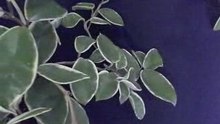 生肖玉刀 Ｍ2  紅山珍寶 玉而富