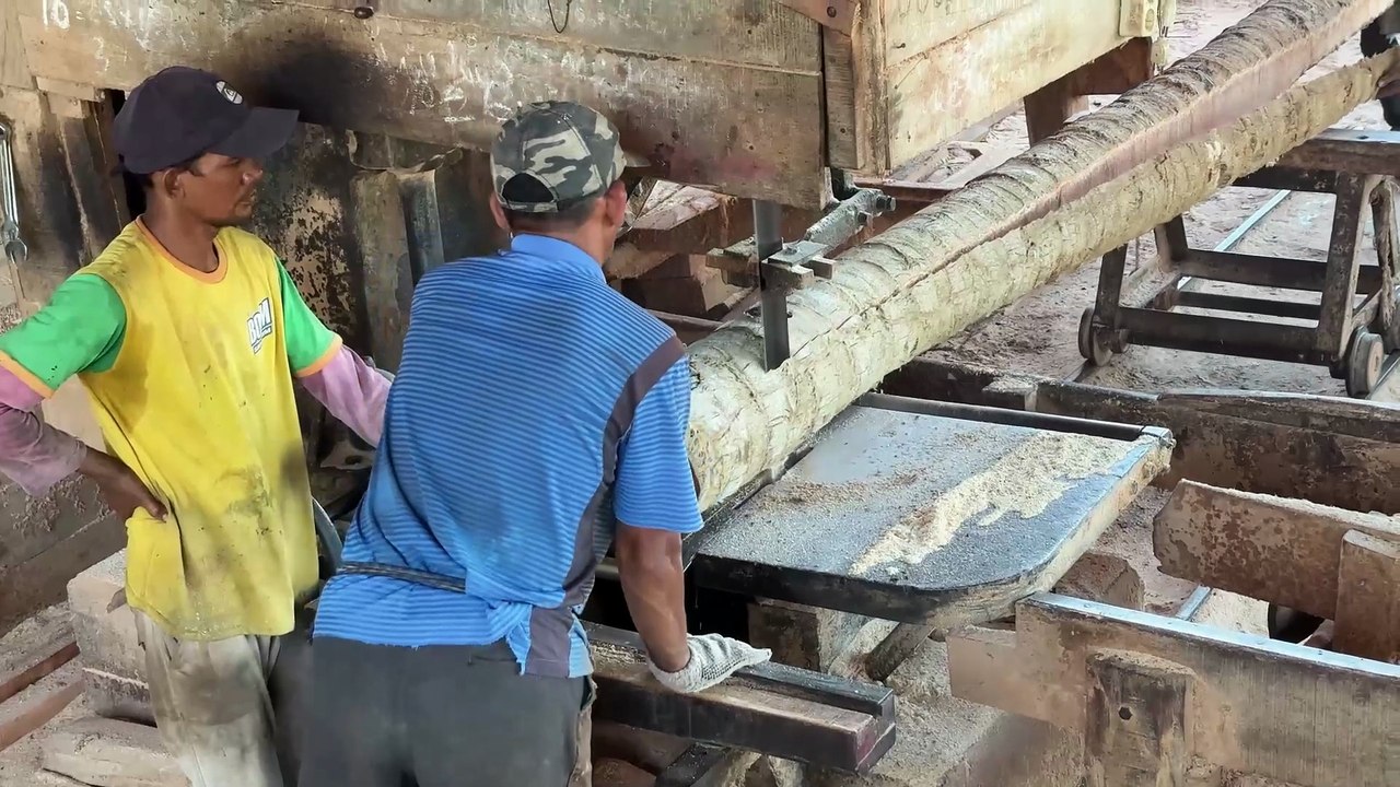 Practical Way to Cut a Coconut Tree into 2x20 Wood