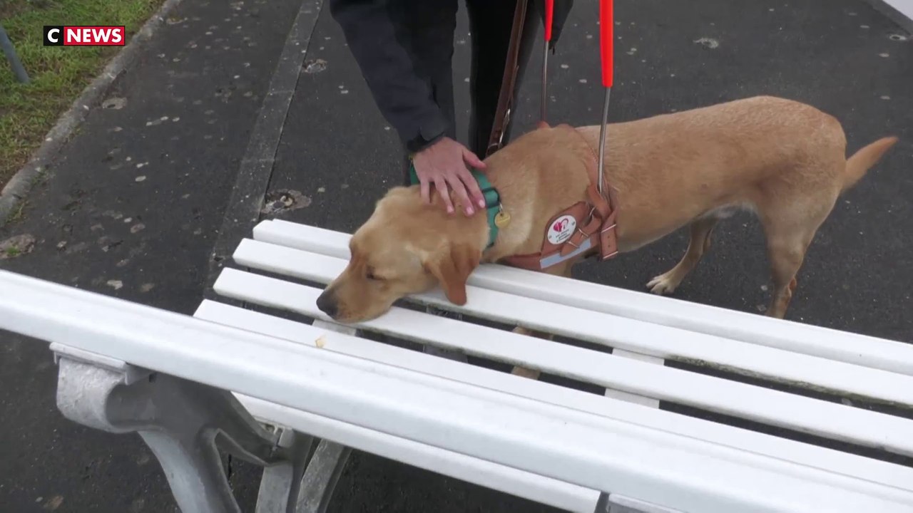 Journée portes ouvertes dans les écoles de chien-guides d'aveugles