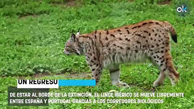 Los científicos no dan crédito: los linces de España y Portugal ya se mezclan y dejan de ser poblaciones aisladas
