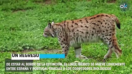 Los científicos no dan crédito: los linces de España y Portugal ya se mezclan y dejan de ser poblaciones aisladas