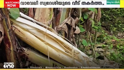 കോതമംഗലം കോട്ടപ്പടിയിൽ വീണ്ടും കാട്ടാന ആക്രമണം