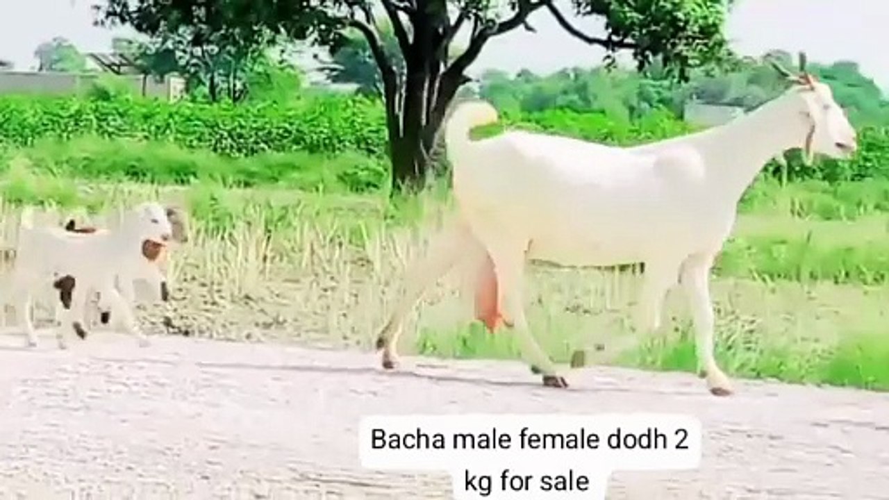 White Teddy Goat with Two Kids for Sale All Pakistan Cargo