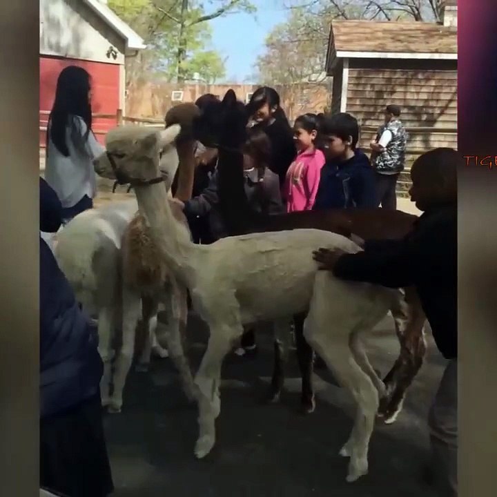 Compilations of the funniest moments on Earth