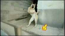 A dog that can dance