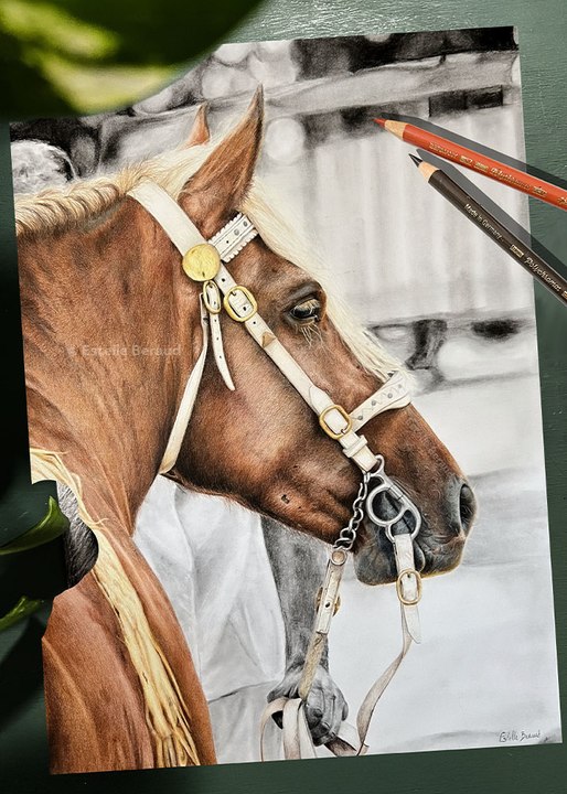 Dessin réaliste d’un cheval réalisé au crayon de couleur et à la pierre noire #dessin #draw #drawing