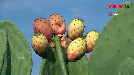 Çevresindeki herkes alay etti! Türkiye’de bir ilk: ‘Yurt dışında çok değerli’