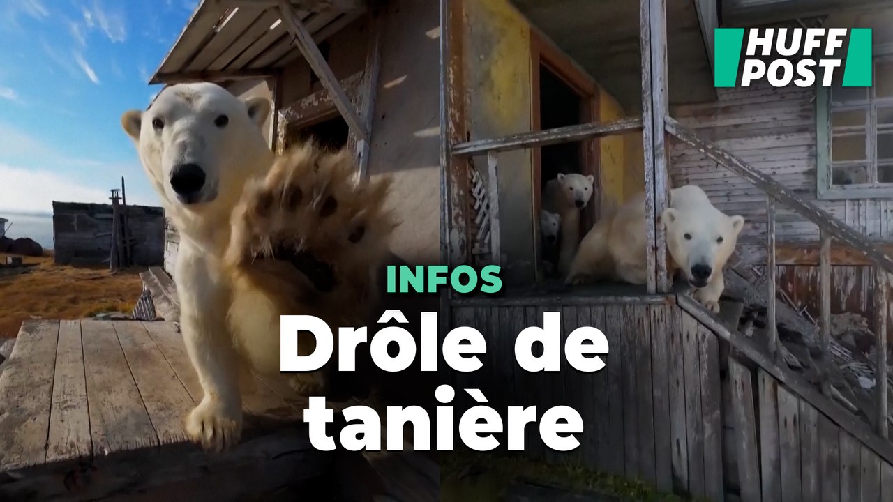 Cette famille d’ours polaires s’est installée dans une station de recherches abandonnée