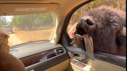 Buffalo pokes its head through the car window and forgets about personal space