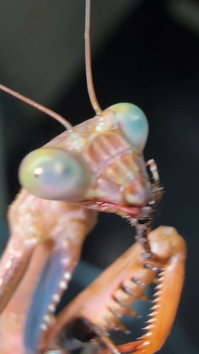 Polyspilota