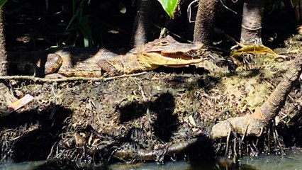 Le Nicaragua : entre volcans, lacs et mers