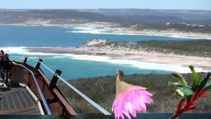 Wildflowers in WA 2025 Part 2 Day 3-4, Kalbarri Skywalk n Conservation Park Wildflowers, Kalbarri, Northampton, Geraldton, Part 4- , WA 18 Sept 25