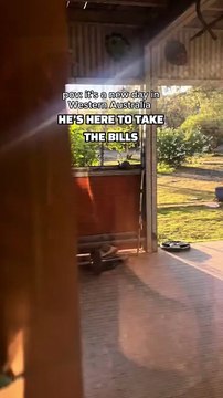 Kangaroos in Australia visiting home